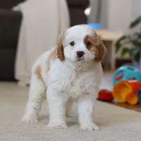 Champ, a male Cavapoo for sale in Fresno, OH – Photo 3 of 5