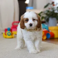 Ace, a male Cavapoo for sale in Fresno, OH – Photo 4 of 7