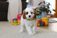 processed/5144f53d-52dc-4ccf-981e-7a4abe87bcef/listing/82c0d9bb-6898-48b0-9f80-ac0318cea02b/000d8d4f-3179-4597-860e-936bbc518c46