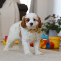 Ace, a male Cavapoo for sale in Fresno, OH – Photo 6 of 7