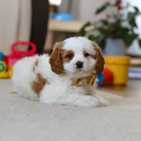 Ace, a male Cavapoo for sale in Fresno, OH – Photo 3 of 7