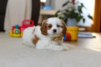 processed/5144f53d-52dc-4ccf-981e-7a4abe87bcef/listing/82c0d9bb-6898-48b0-9f80-ac0318cea02b/2d10ea12-2d20-4eb6-8534-732e4d2652fd