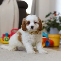 Ace, a male Cavapoo for sale in Fresno, OH – Photo 2 of 7