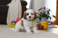 processed/5144f53d-52dc-4ccf-981e-7a4abe87bcef/listing/82c0d9bb-6898-48b0-9f80-ac0318cea02b/44b13596-aab4-4dc5-87db-48d63b023306