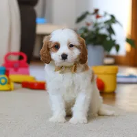 Ace, a male Cavapoo for sale in Fresno, OH – Photo 1 of 7