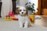 processed/5144f53d-52dc-4ccf-981e-7a4abe87bcef/listing/82c0d9bb-6898-48b0-9f80-ac0318cea02b/4d6d1a00-c17d-48d1-a5af-1e4350b5442e