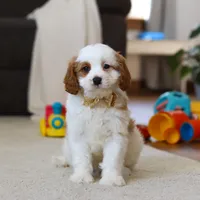 Ace, a male Cavapoo for sale in Fresno, OH – Photo 7 of 7