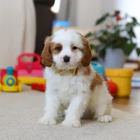 Ace, a male Cavapoo for sale in Fresno, OH – Photo 5 of 7