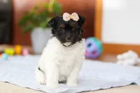 Chloe, a female Yorkipoo for sale in Fresno, OH – Photo 4 of 10