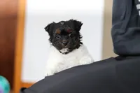 Chloe, a female Yorkipoo for sale in Fresno, OH – Photo 2 of 10