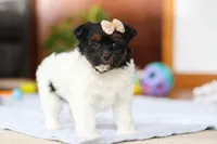 Chloe, a female Yorkipoo for sale in Fresno, OH – Photo 7 of 10