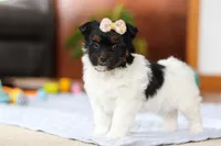 Chloe, a female Yorkipoo for sale in Fresno, OH – Photo 6 of 10