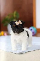 Chloe, a female Yorkipoo for sale in Fresno, OH – Photo 8 of 10