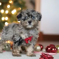 Dash, a male Poodle - Miniature  for sale in Fresno, OH – Photo 6 of 7