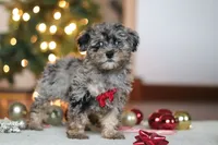 Dash, a male Poodle - Miniature  for sale in Fresno, OH – Photo 6 of 7