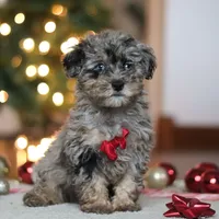 Dash, a male Poodle - Miniature  for sale in Fresno, OH – Photo 5 of 7