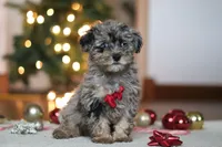 Dash, a male Poodle - Miniature  for sale in Fresno, OH – Photo 5 of 7