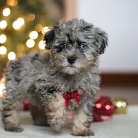 Dash, a male Poodle - Miniature  for sale in Fresno, OH – Photo 2 of 7