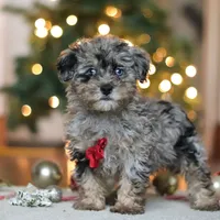 Dash, a male Poodle - Miniature  for sale in Fresno, OH – Photo 1 of 7