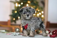 Dash, a male Poodle - Miniature  for sale in Fresno, OH – Photo 1 of 7