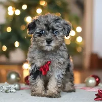 Dash, a male Poodle - Miniature  for sale in Fresno, OH – Photo 4 of 7