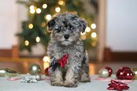 Dash, a male Poodle - Miniature  for sale in Fresno, OH – Photo 4 of 7