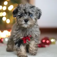 Dash, a male Poodle - Miniature  for sale in Fresno, OH – Photo 3 of 7