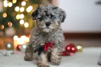 Dash, a male Poodle - Miniature  for sale in Fresno, OH – Photo 3 of 7