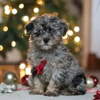 Dash, a male Poodle - Miniature  for sale in Fresno, OH – Photo 7 of 7