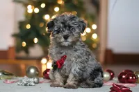 Dash, a male Poodle - Miniature  for sale in Fresno, OH – Photo 7 of 7