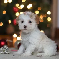 Maddie, a female Poodle - Miniature  for sale in Fresno, OH – Photo 4 of 8