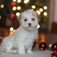 Maddie, a female Poodle - Miniature  for sale in Fresno, OH – Photo 5 of 8