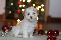 Maddie, a female Poodle - Miniature  for sale in Fresno, OH – Photo 5 of 8