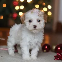 Maddie, a female Poodle - Miniature  for sale in Fresno, OH – Photo 8 of 8