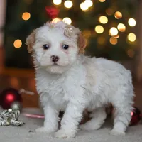 Maddie, a female Poodle - Miniature  for sale in Fresno, OH – Photo 1 of 8
