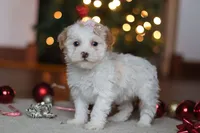 Maddie, a female Poodle - Miniature  for sale in Fresno, OH – Photo 1 of 8