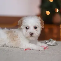 Maddie, a female Poodle - Miniature  for sale in Fresno, OH – Photo 2 of 8