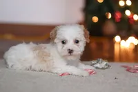 Maddie, a female Poodle - Miniature  for sale in Fresno, OH – Photo 2 of 8