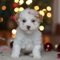Maddie, a female Poodle - Miniature  for sale in Fresno, OH – Photo 3 of 8