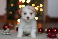 Maddie, a female Poodle - Miniature  for sale in Fresno, OH – Photo 3 of 8