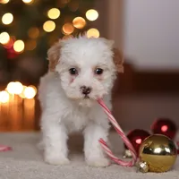 Maddie, a female Poodle - Miniature  for sale in Fresno, OH – Photo 6 of 8