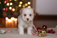 Maddie, a female Poodle - Miniature  for sale in Fresno, OH – Photo 6 of 8