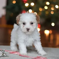 Maddie, a female Poodle - Miniature  for sale in Fresno, OH – Photo 7 of 8