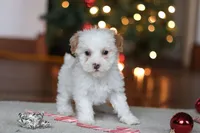 Maddie, a female Poodle - Miniature  for sale in Fresno, OH – Photo 7 of 8