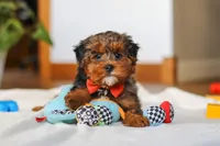 Jackson, a male Yorkipoo for sale in Fresno, OH – Photo 8 of 10