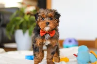 Jackson, a male Yorkipoo for sale in Fresno, OH – Photo 3 of 10