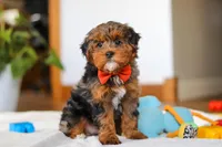 Jackson, a male Yorkipoo for sale in Fresno, OH – Photo 6 of 10