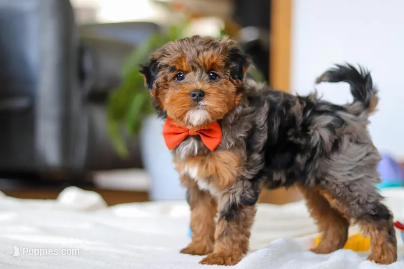 Jackson – Yorkipoo puppy for sale in Fresno, OH