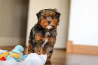 Jackson, a male Yorkipoo for sale in Fresno, OH – Photo 10 of 10