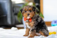 Jackson, a male Yorkipoo for sale in Fresno, OH – Photo 4 of 10